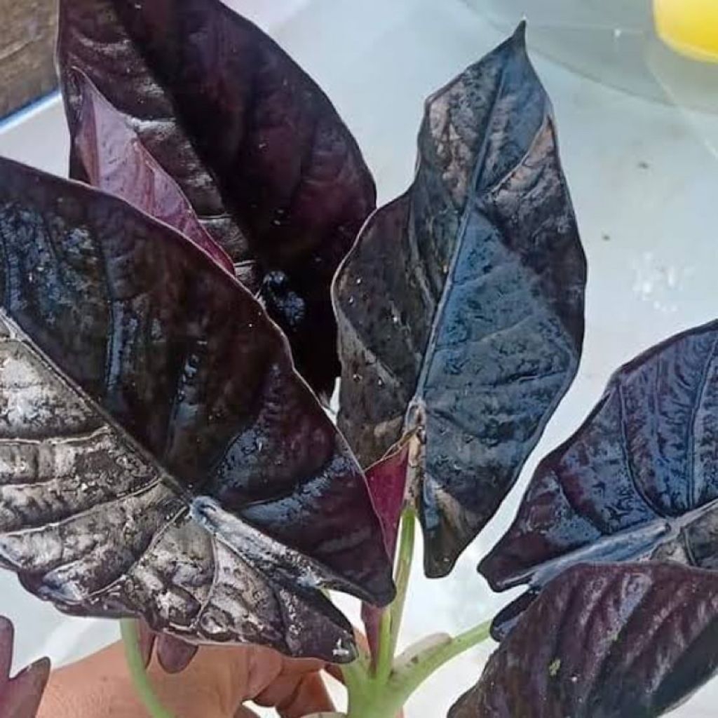 bonggol alocasia borneo black asli hanya bonggol/alocasia langka
