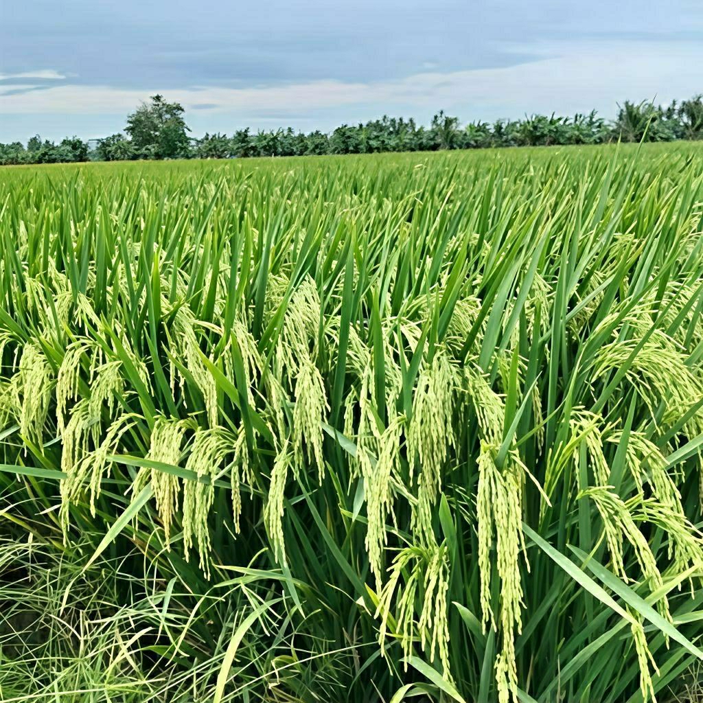 BENIH PADI SEMBADA 188 KEMASAN1kg ORIGINAL