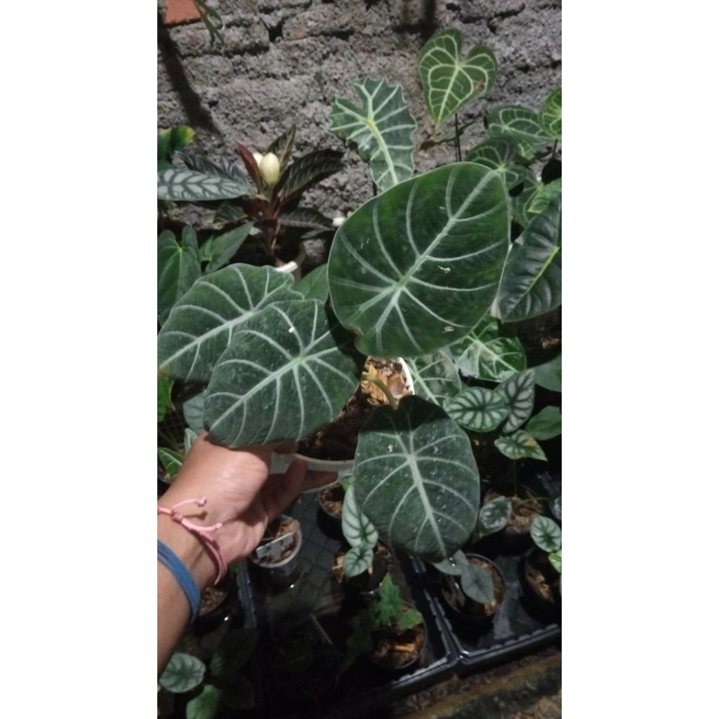 alocasia blacvelvet ninja