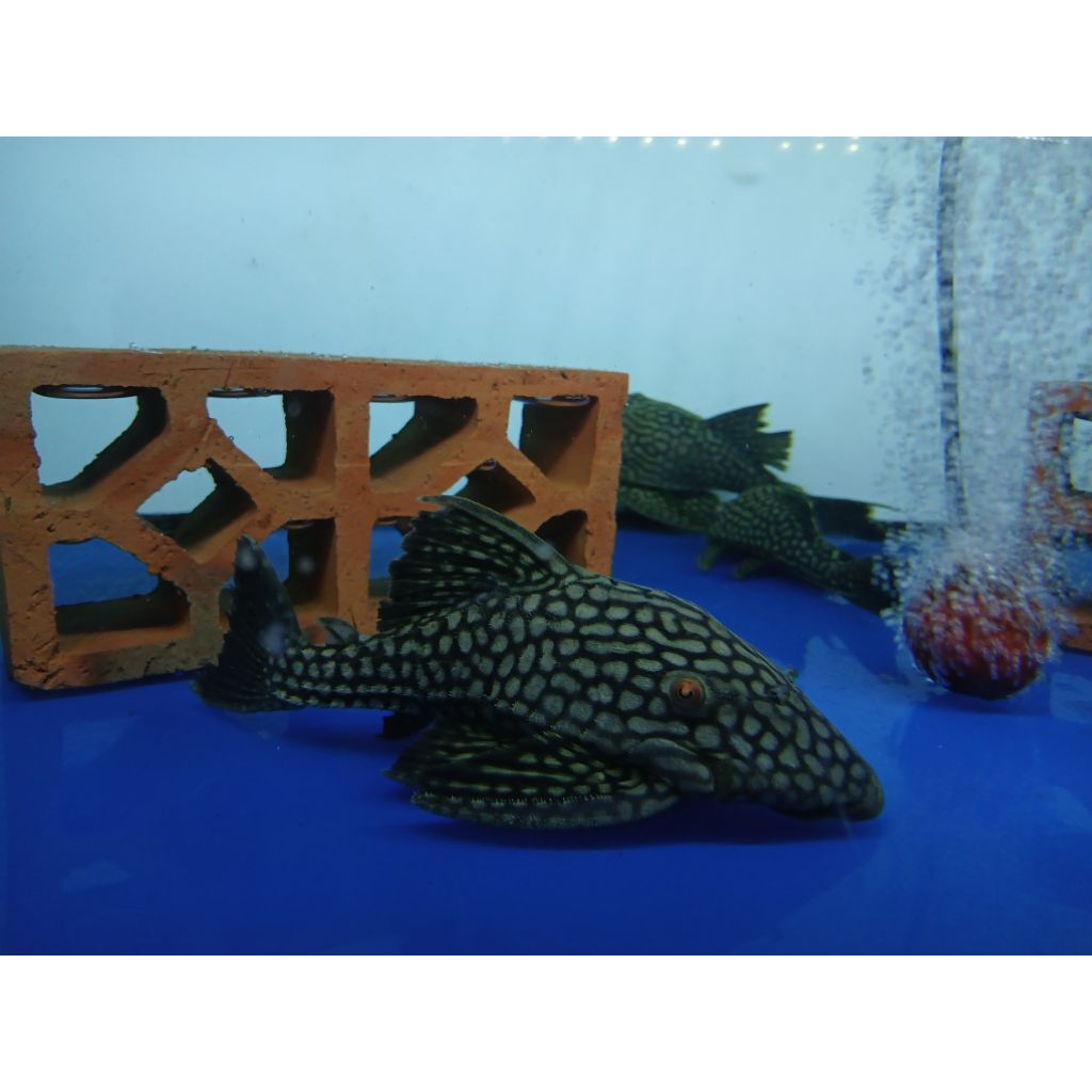 STICKER PLECO L330 WATERMELON