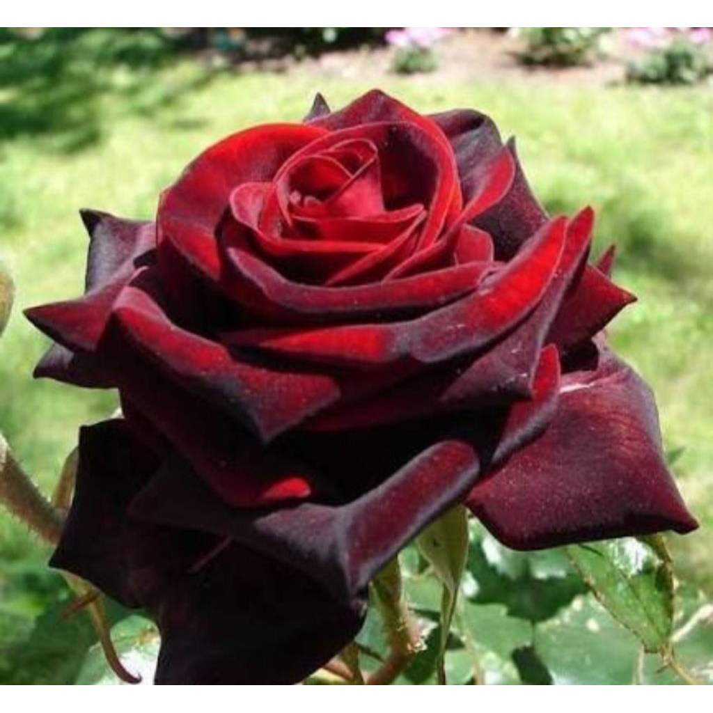 tanaman Bunga mawar merah jumbo