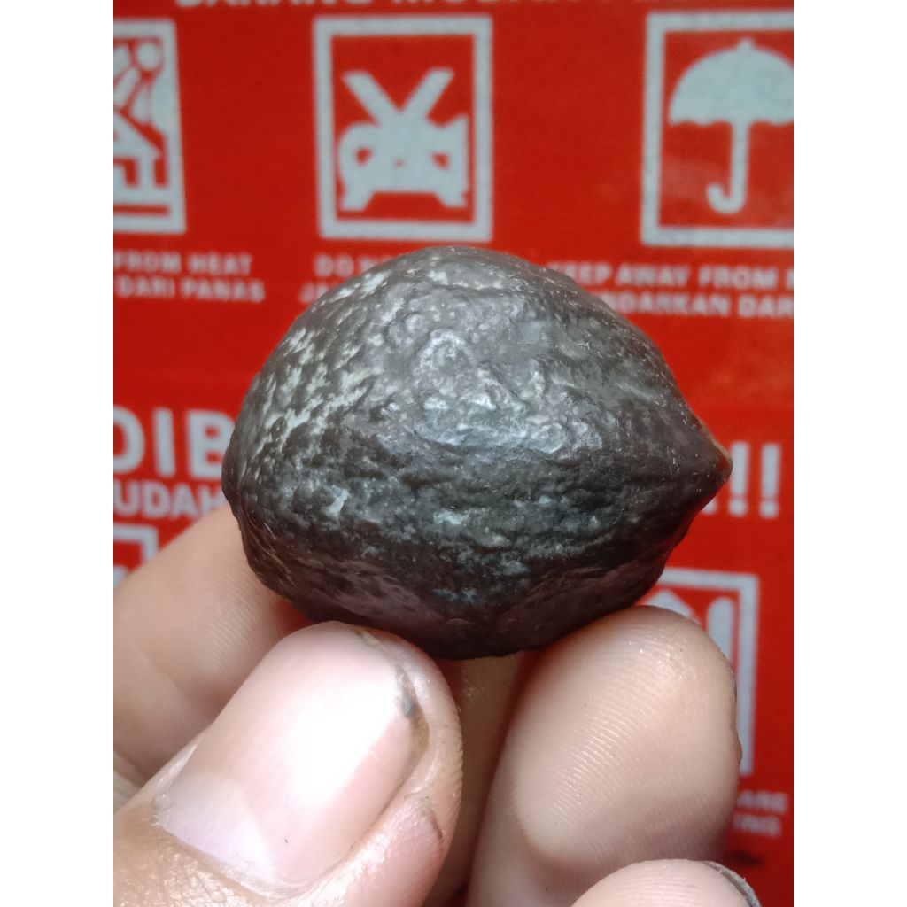 muncang MAYIT DOMBA X LIPENS kode 3