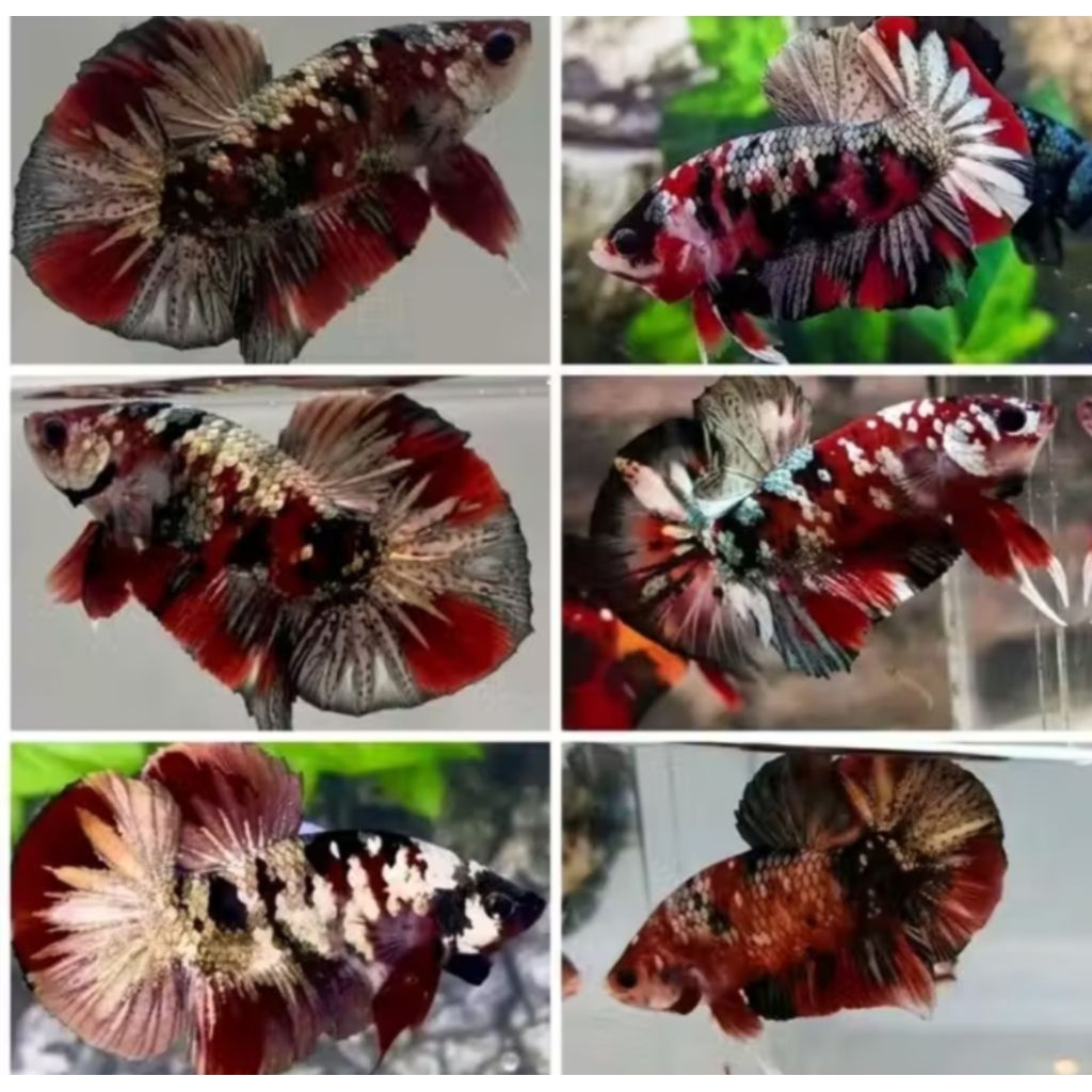 SEPASANG CUPANG RKC RED KOI COOPER/KOI GALAXY GOOD QUALITY