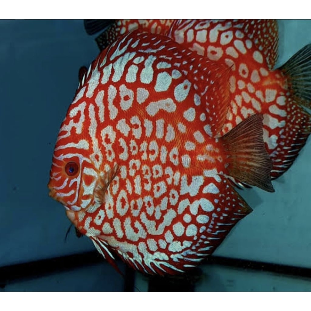 Pigeon Jaguar Ikan Hias Aquarium