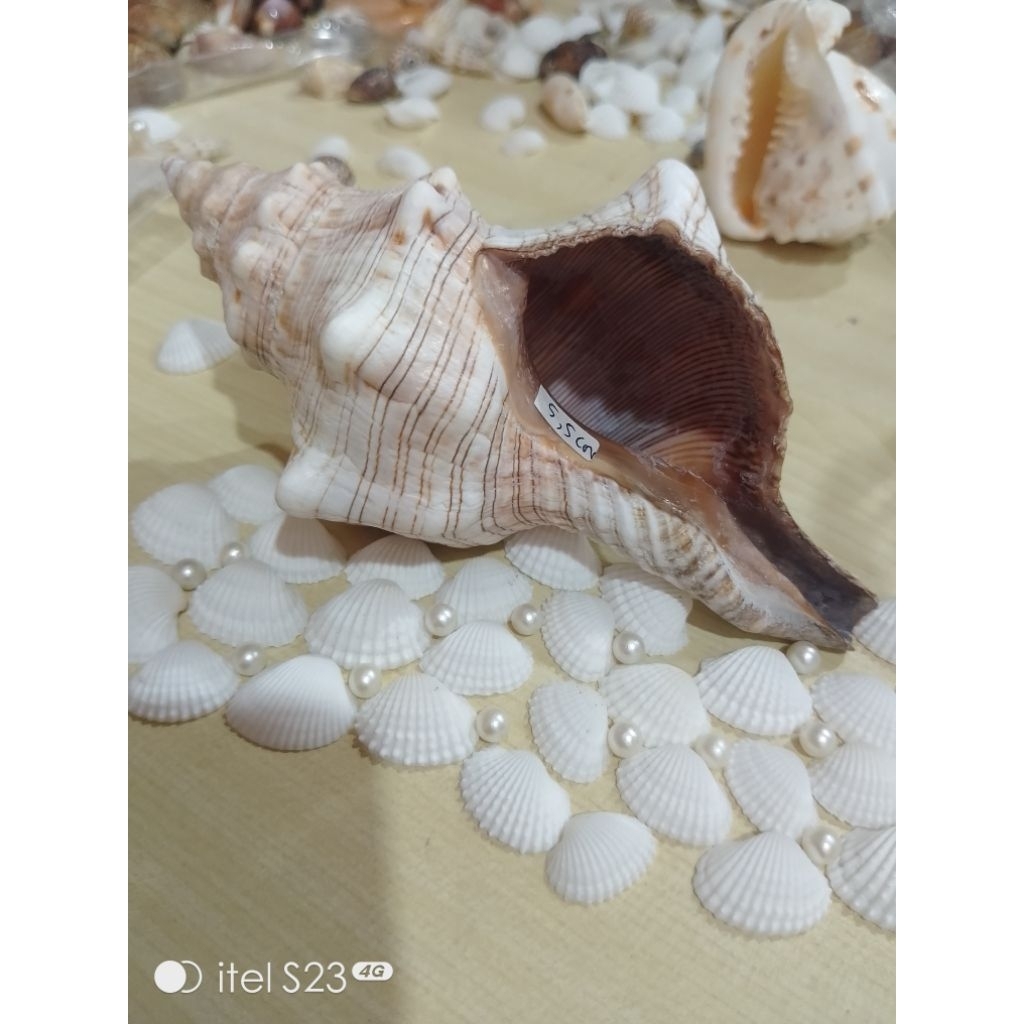 kerang trapesium jumbo untuk kelomang super bersih