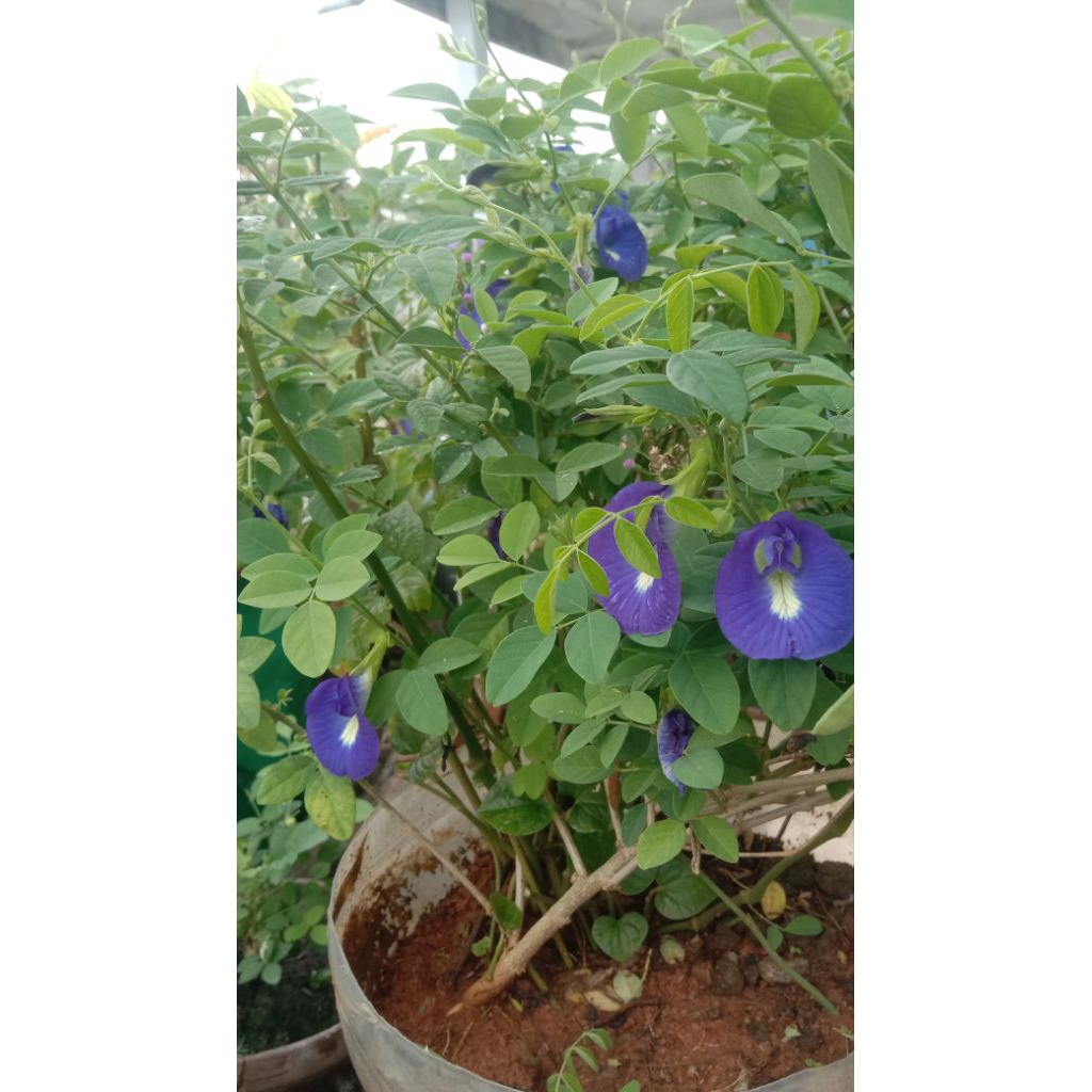 Bunga kembang Teleng obat herbal.alami