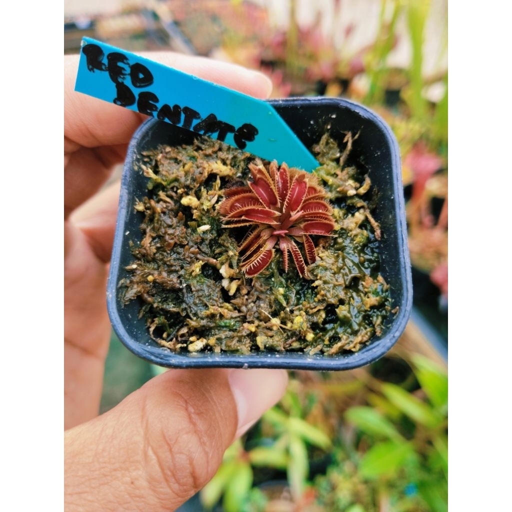 Venus Fly Trap Red Dentate Size Kecil