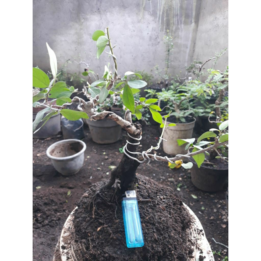 Bonsai Bahan Mustam Natural