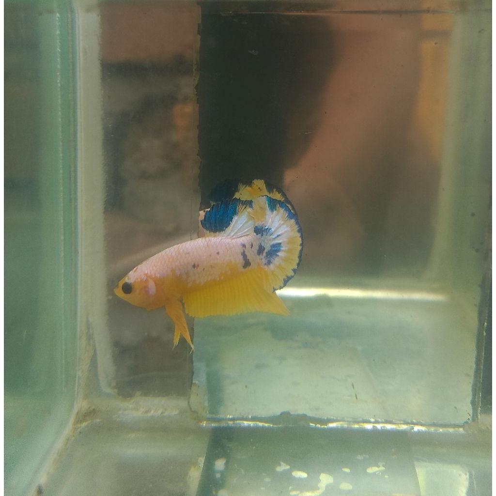 Ikan Hias Cupang Yellow Fancy
