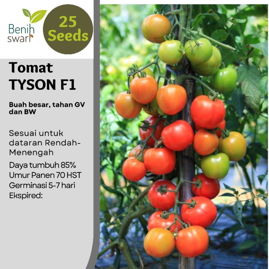 (Isi 25 Butir) Benih Tomat Besar TYSON F1