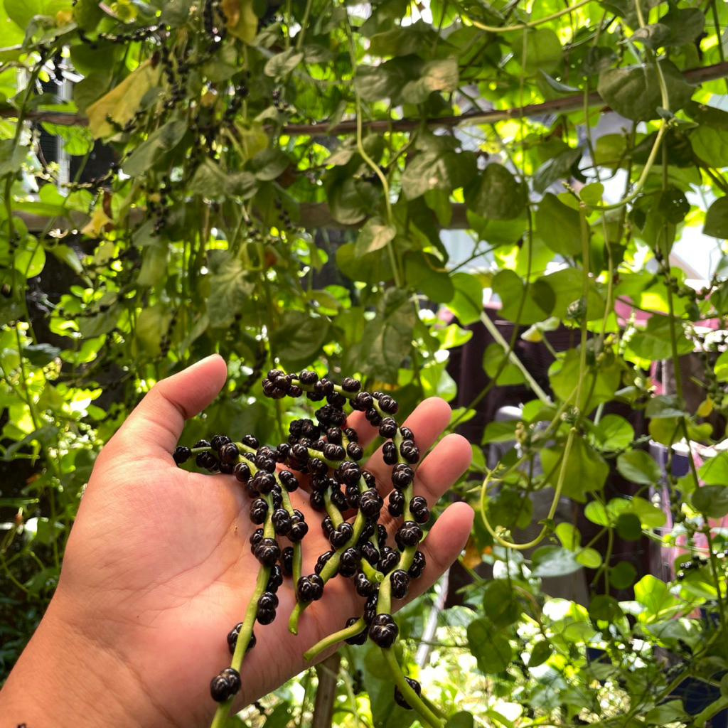 Buah Angkung Segar | Angkung Herbal Fresh Pilihan