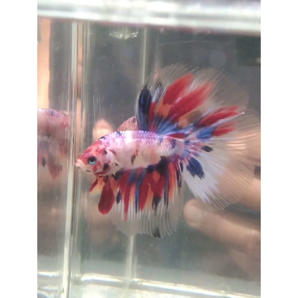 cupang HM multi size M