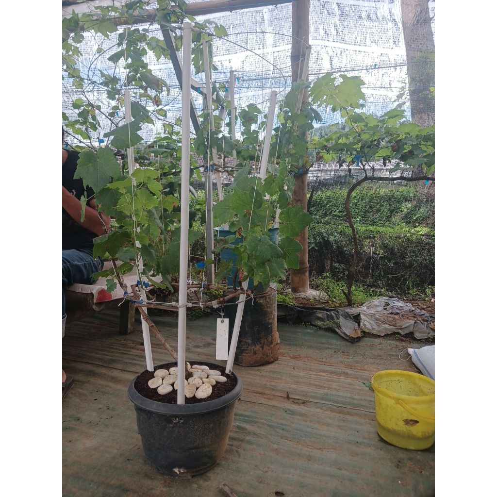 Bibit Anggur early adora