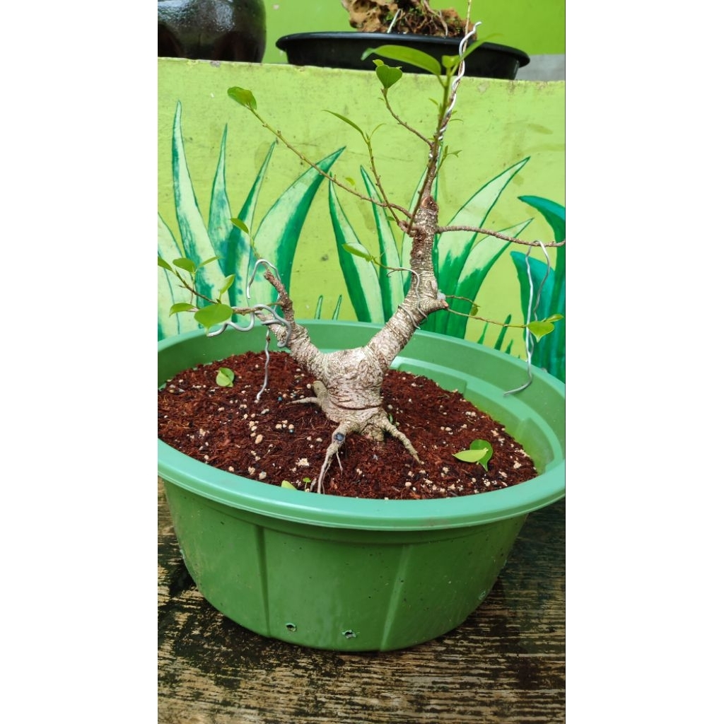 bonsai Beringin kimeng prokar