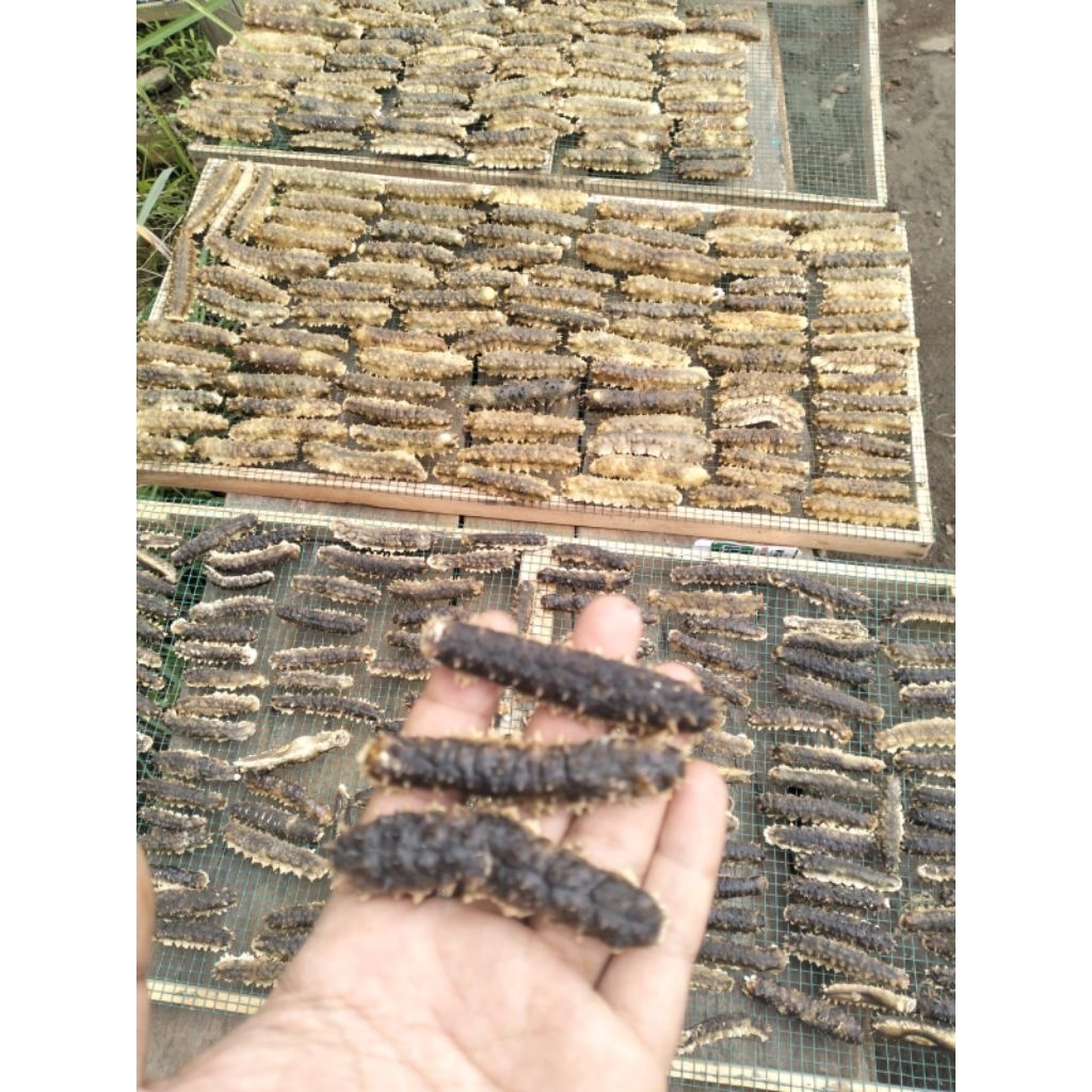 Teripang Duri/Gondrong size isi 120-300 (kering full)