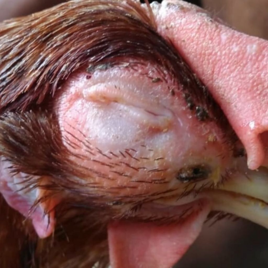 Salep Mata Ayam Bengkak | Obat Ayam Sakit Mata | Obat Mata Hewan