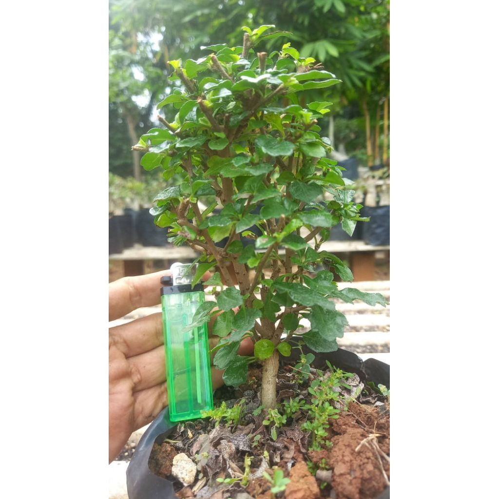 hokianti rimbun hokianti buah import mame #achmadeffendi #shafaflowers #bonsai #Kotatangerang #cipon
