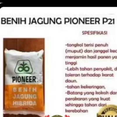 BENIH JAGUNG HIBRIDA PIONEER P21 KEMASAN 1KG