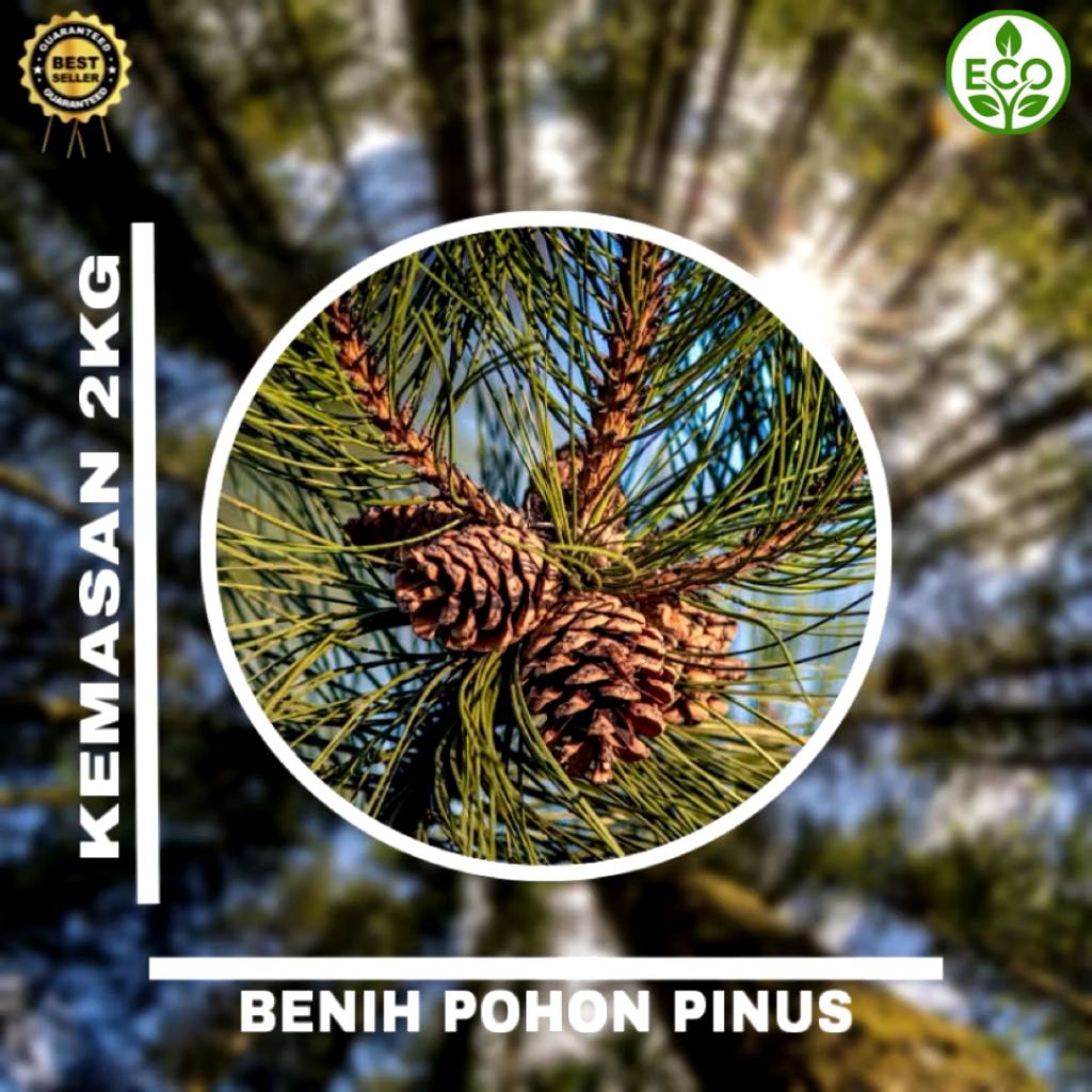 Benih Biji Pohon Pinus Merkusii 2kg siap semai Biji Tanaman Pinus Merkusii - BONUS 200 GRAM
