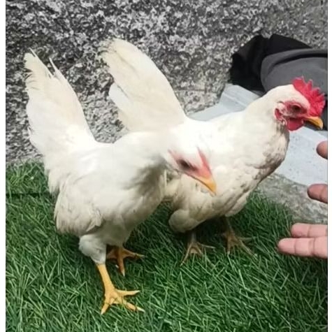 ayam kate sepasang muda