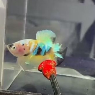 ikan cupang,PK barong