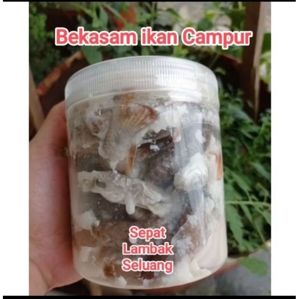 Bekasam ikan pekasam ikan sepat lambak seluang