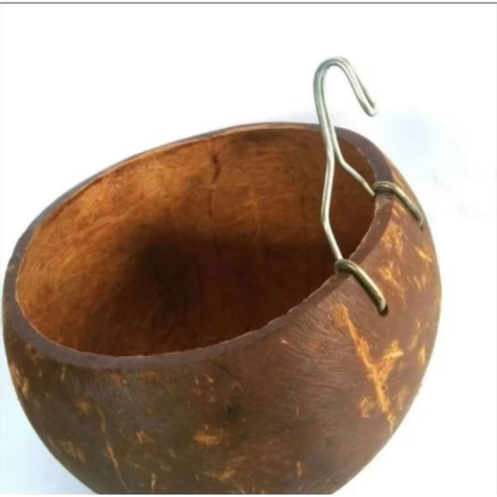 batok cepuk pakan untuk ayam BANGKOK bisa COD