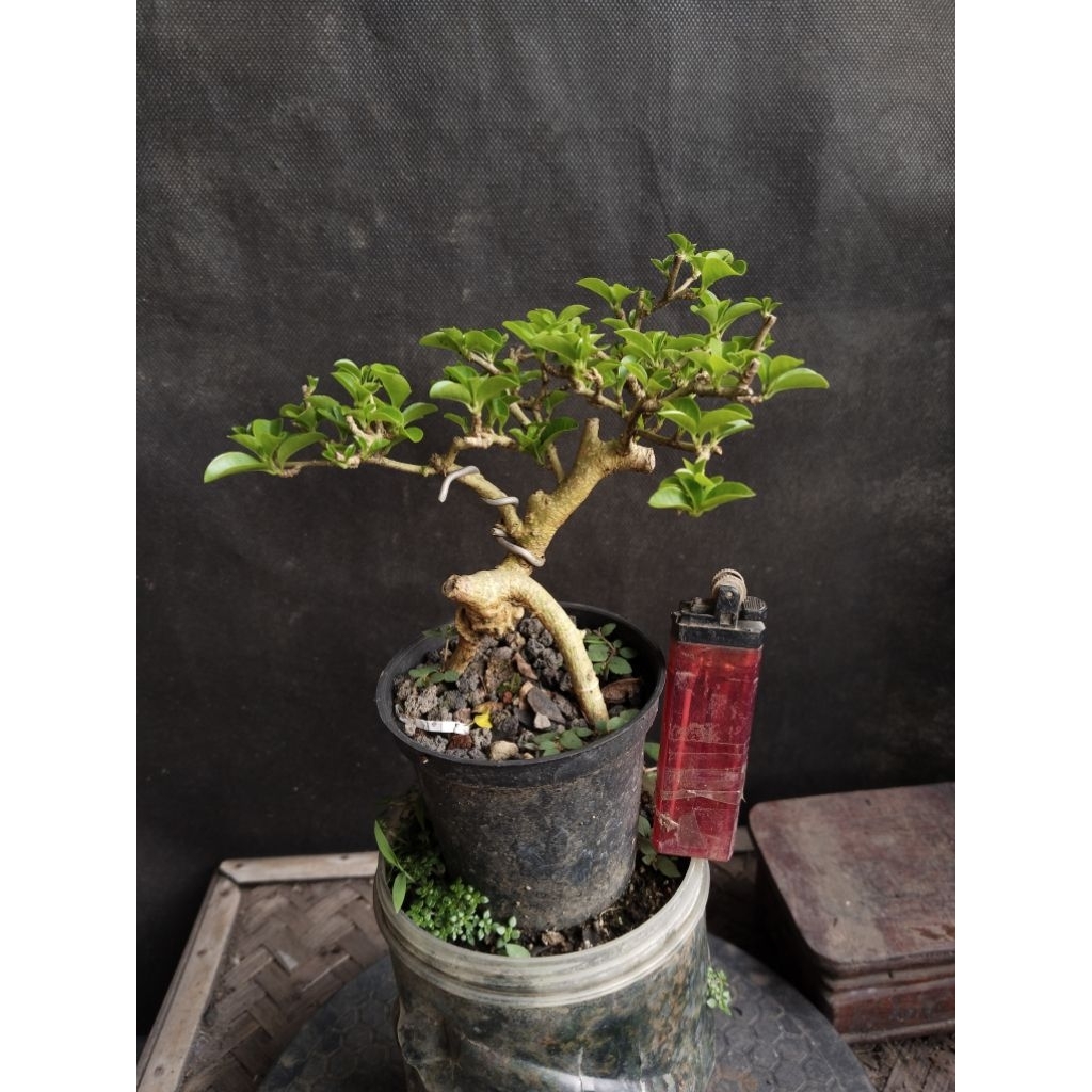 Bonsai Sisir mame