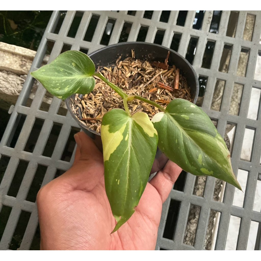 Philodendron Gloriosum Tricolor Variegata Tanaman Hias Varigata