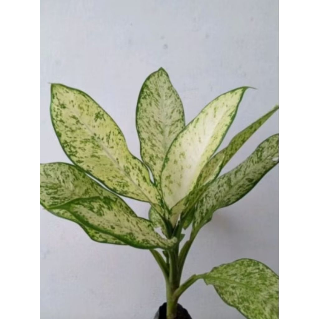 Diven terbalik jumbo