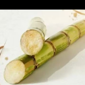 Tebu Kuning Manis Segar 1kg, Siap untuk Dikonsumsi atau Dijadikan Bibit