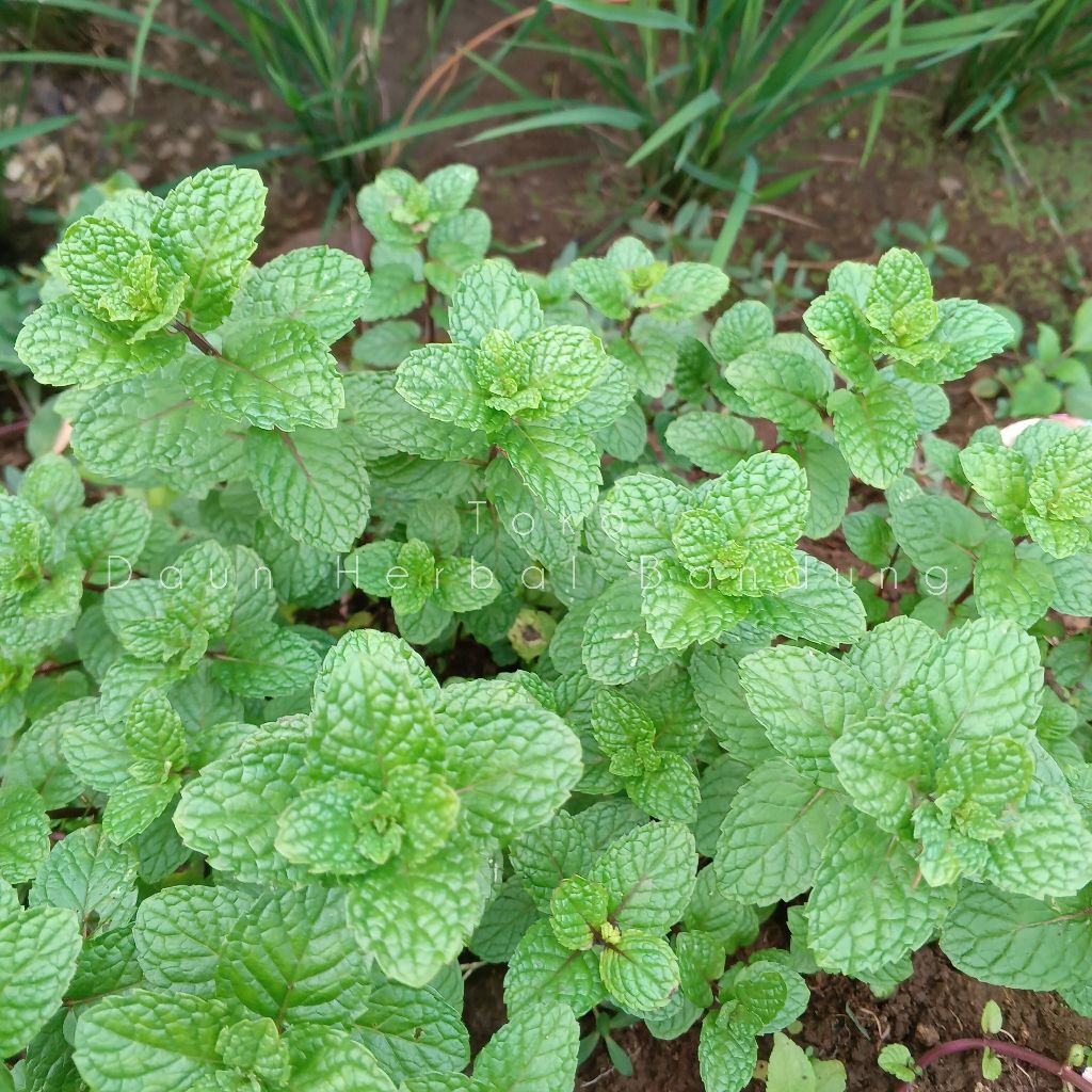 Daun mint aroma segar petik dadakan, untuk lalapan,campuran rempah-rempah, teh daun mint dan minuman