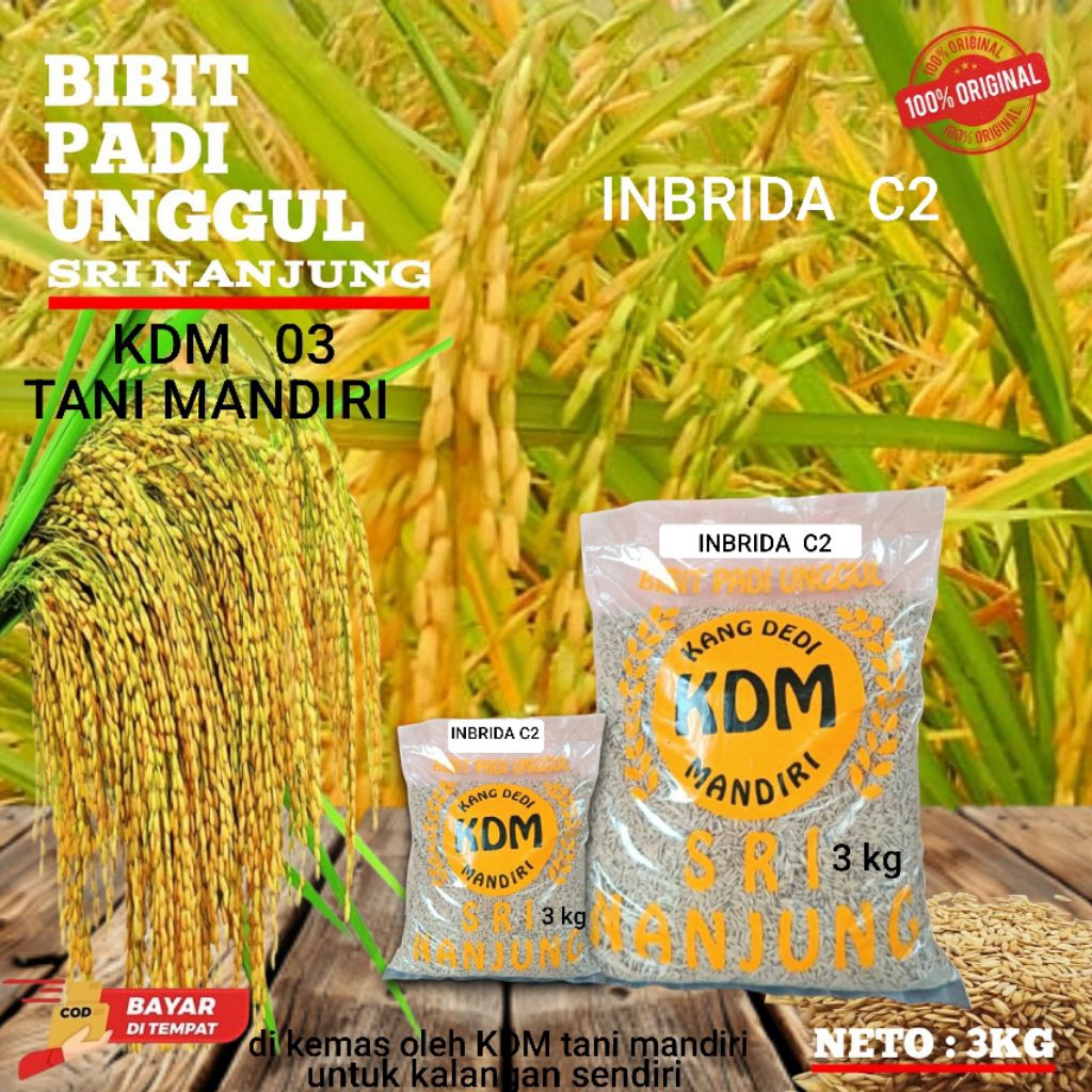 BIBIT PADI BENIH PADI INBRUDA C2 KEMASAN 3 KG BENIH PADI UNGGUL