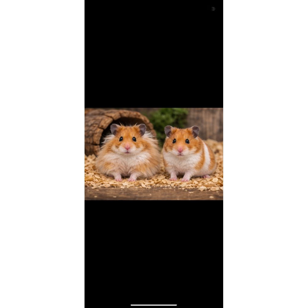 Hamster Syrian short hair