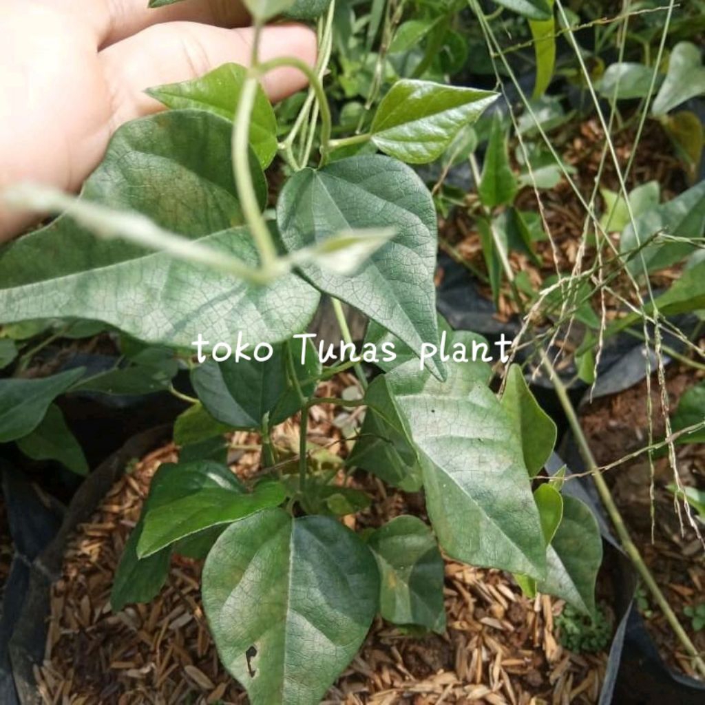 bibit tanaman cincau jelly rambat hijau