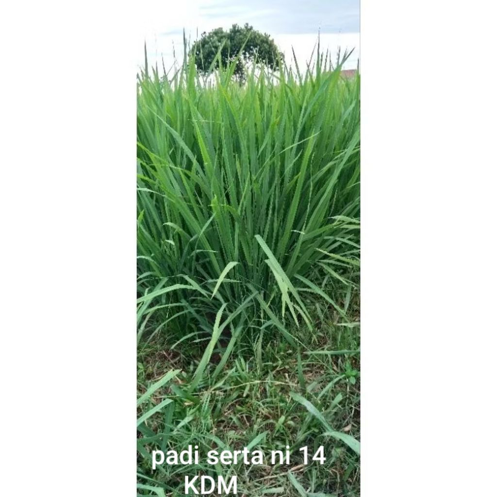 BIBIT PADI SERTANI 14 BENIH KEMASAN 1 KG BIBIT PADI UNGGUL