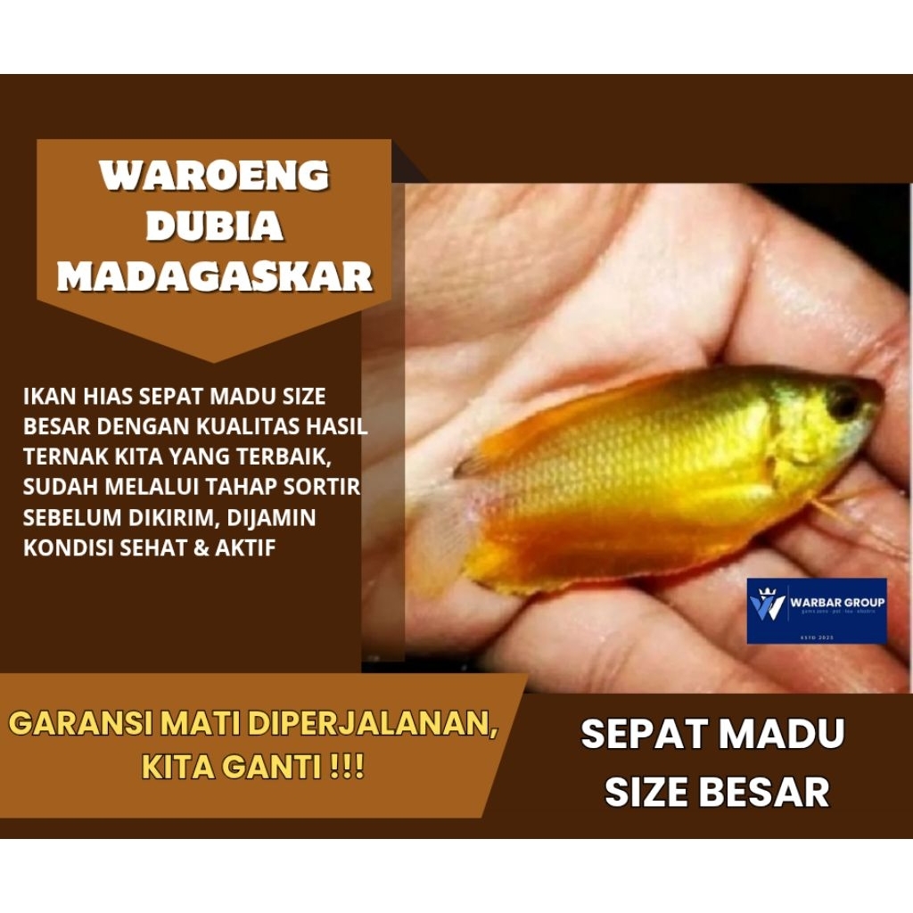 Ikan hias sepat madu big size KUALITAS GRADE A ( GARANSI )