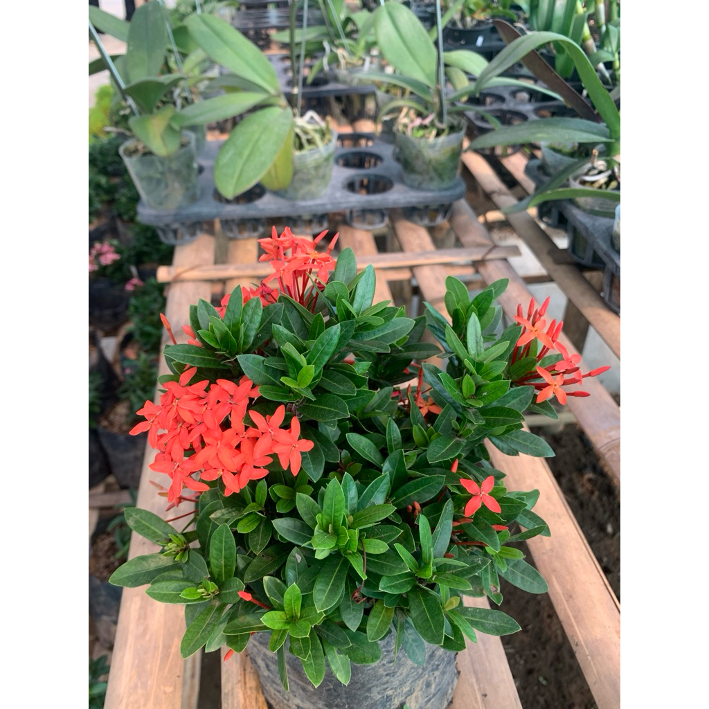 Bunga asoka mikro merah