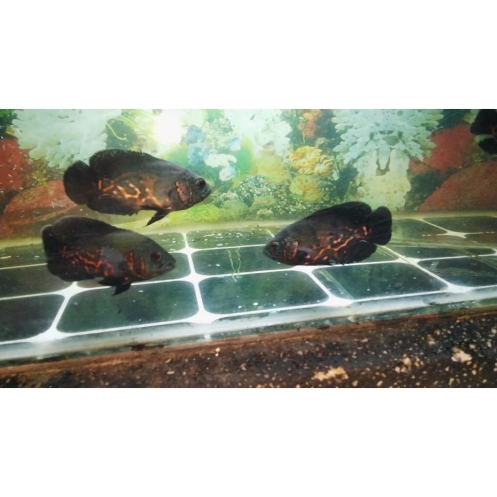 IKAN OSCAR TIGER BATIK 8 CM