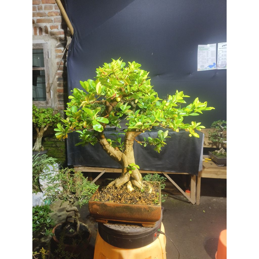 bonsai sianci berbuah lebat siap pajang