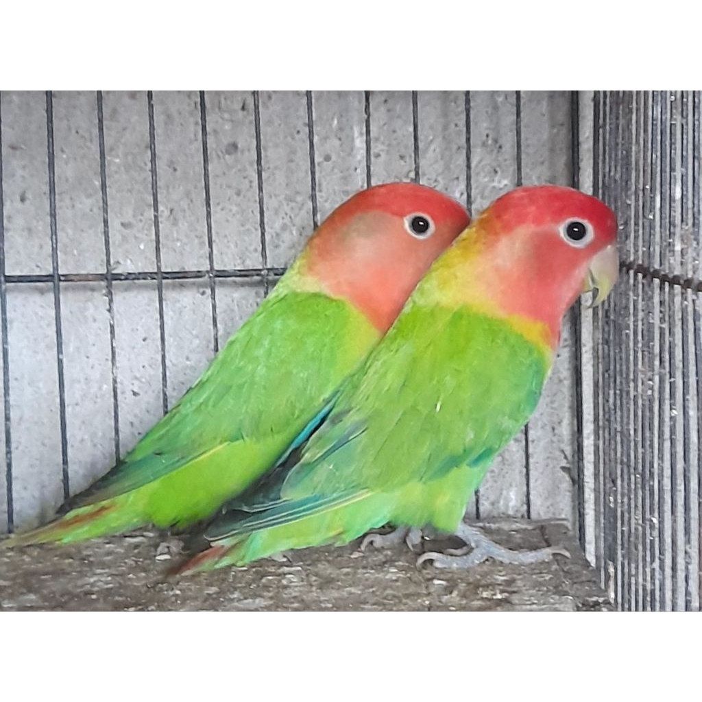 BURUNG LOVEBIRD NK GREEN INDUKAN PRODUKSI sepasang