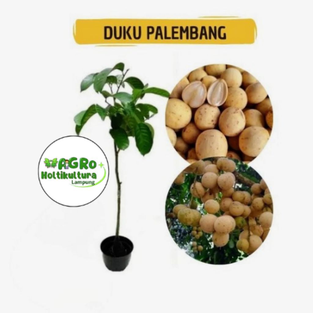 Bibit duku Komering/ duku Palembang hasil okulasian cepat berbuah