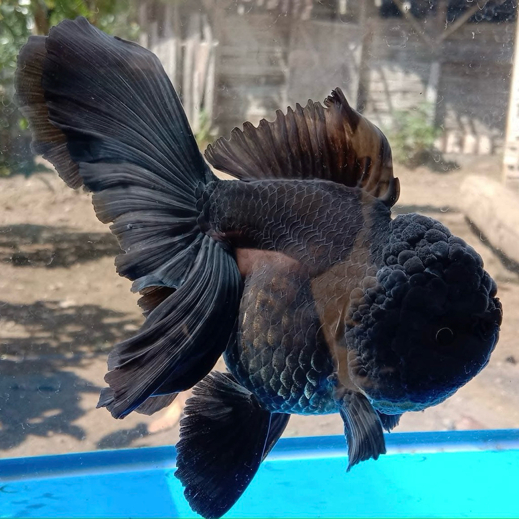 Paket koki oranda black jambul solid rosetail 7-9cm stok limited hiasan aquarium