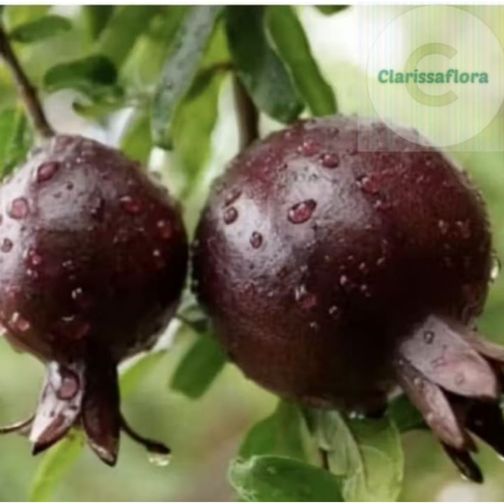 POHON BUAH DELIMA HITAM / TANAMAN BUAH DELIMA HITAM