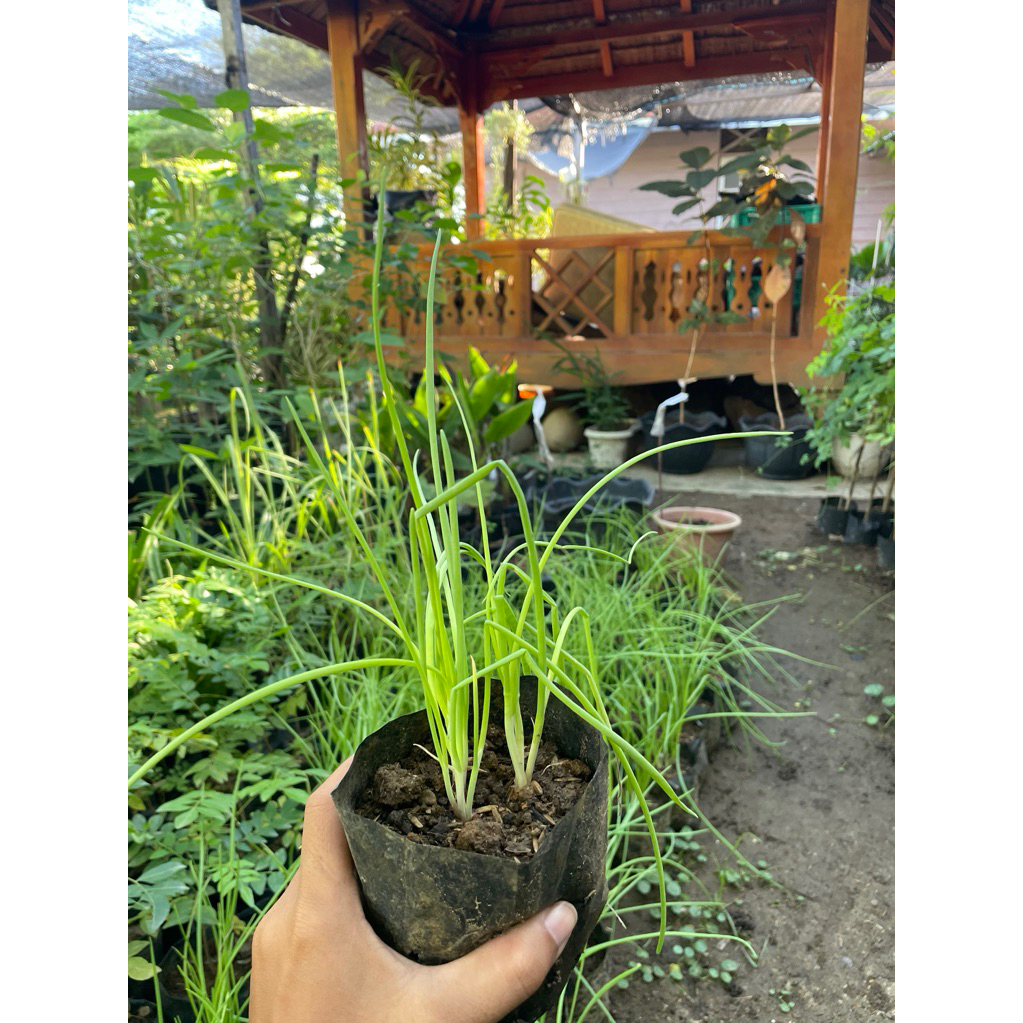 Bibit Bawang Merah