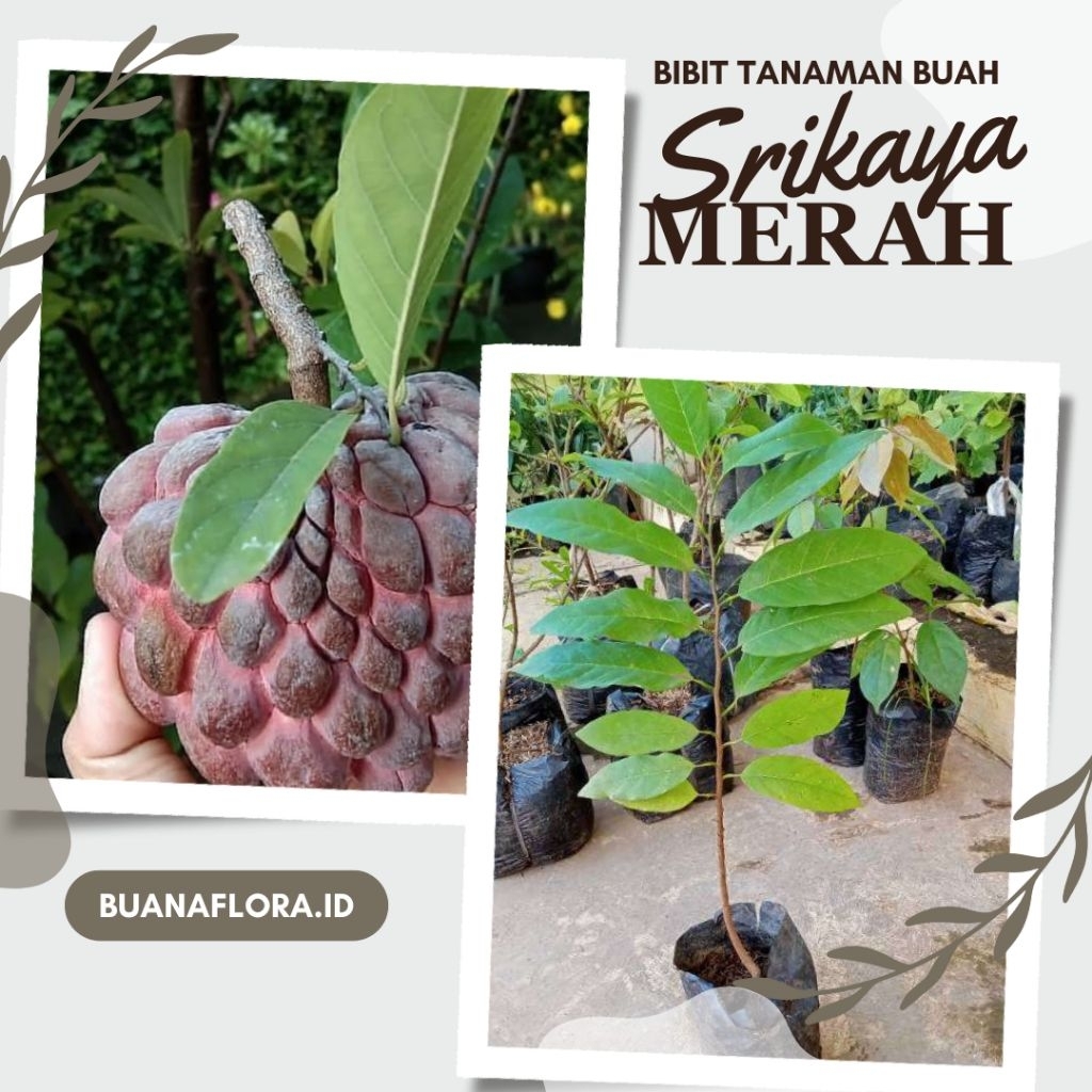bibit srikaya merah super murah
