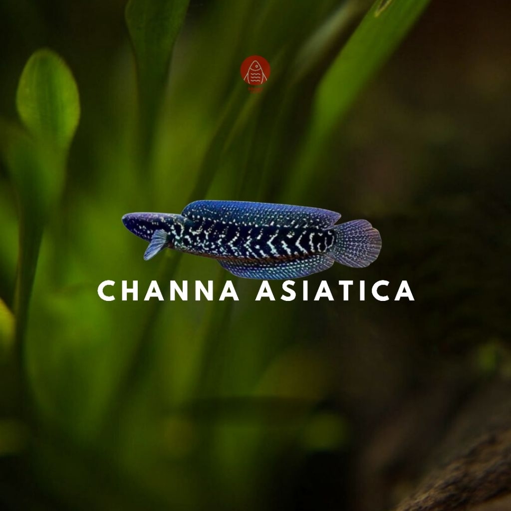 Channa Asiatica
