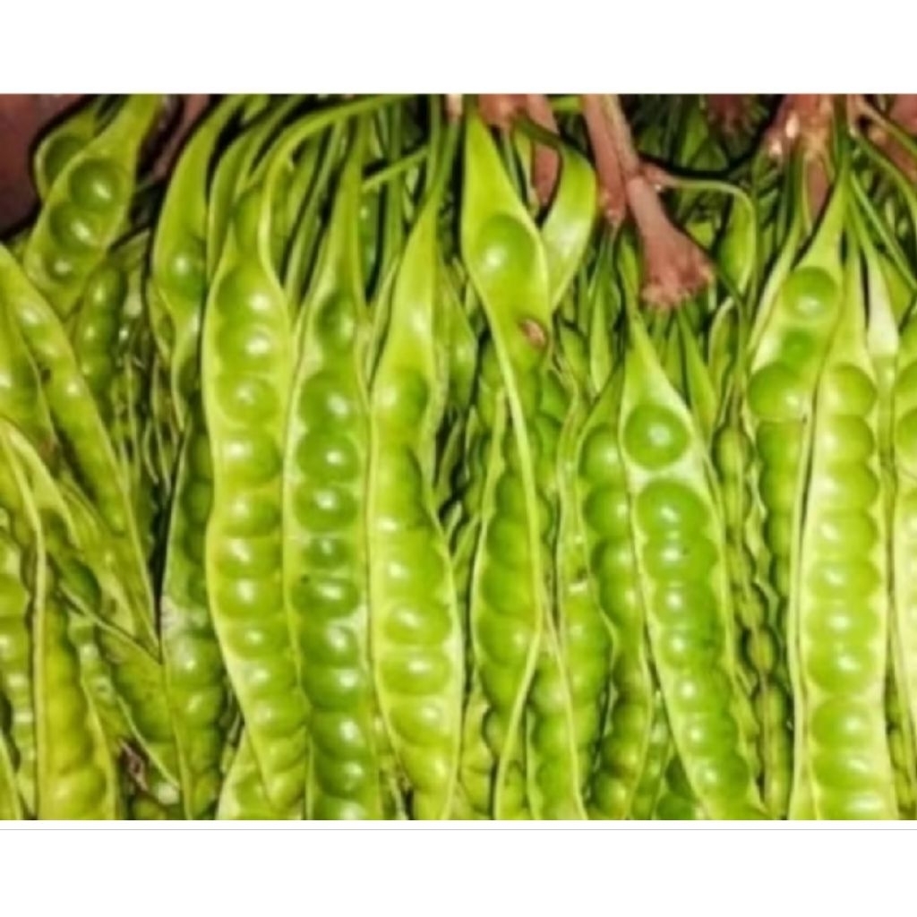 Petai Pete Segar Besar 1 Papan