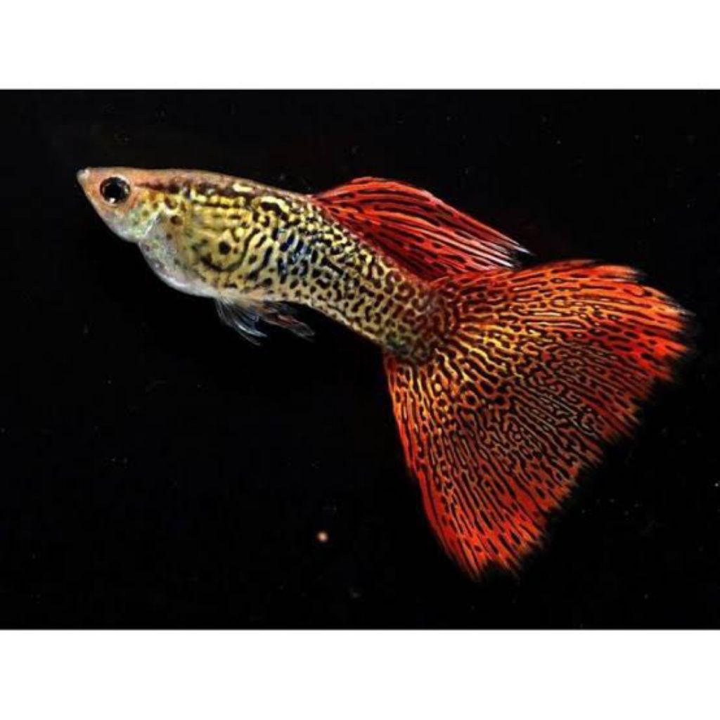 hiasan aquarium guppy red lace