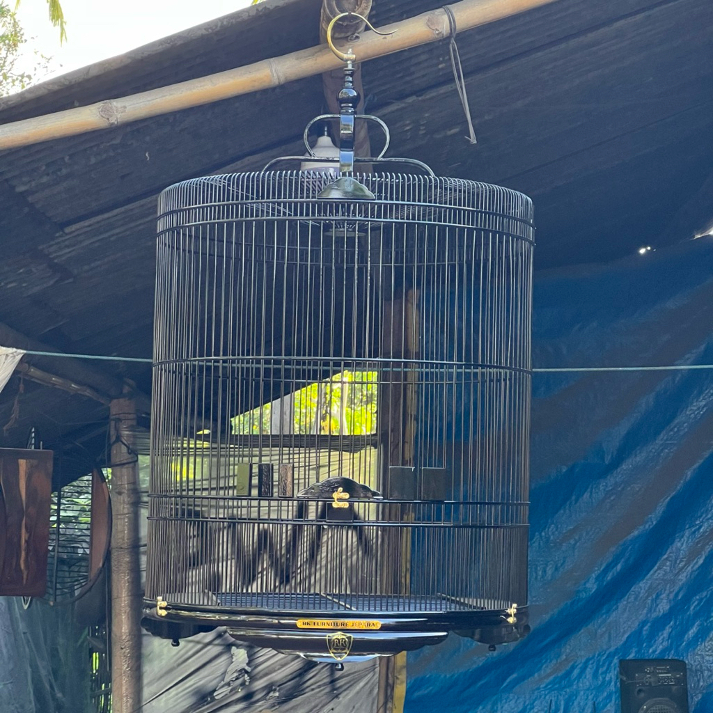 sangkar murai jumbo dm 70 tebok ceper kayu jati